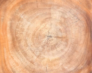 Naklejka premium cross section of a cut wood tree trunk slice shows circular pattern. wooden background, cracks and rings sawed down from the woods. sawing tree background.