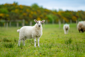 Sheep marked with dye grazing in green pastures. Adult sheep and baby lambs feeding in lush green meadows of Ireland.