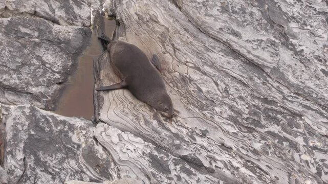 4K, long-nosed fur seal, Arctocephalus forsteri, Admirals Arch, Kangaroo Island Australia