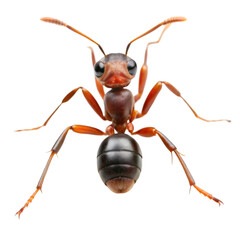 Ant isolated on transparent background