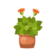 Decorative houseplant to decorate the interior. Indoor houseplant in flowerpot. Colorful house flowers. Vector illustration isolated on transparent background