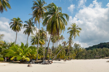 Resort sandy beach with coconut palm trees on island on sea or ocean shore on sunny day.