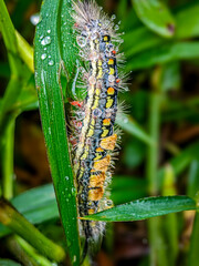 Caterpillars under the ground