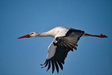 Close-up of a white stork in flight