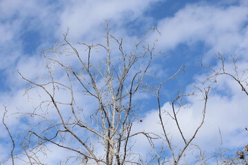 leafless branches of plane tree against cloudy blue sky