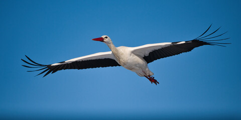 Close-up of a white stork in flight