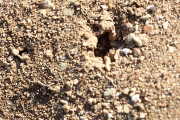 top view of ant nest