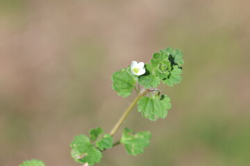 Veronica cymbalaria (pale speedwell) is a species of flowering plant in the Plantaginaceae 