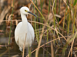 コサギ little egret 