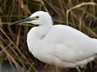 コサギ little egret 