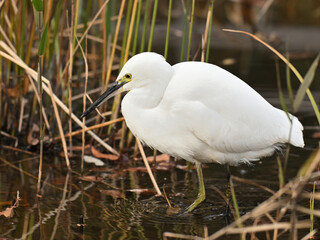コサギ little egret 