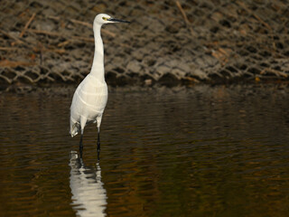 コサギ little egret 