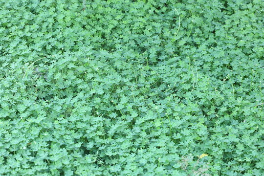 close - up view of Oxalis pes-caprae background