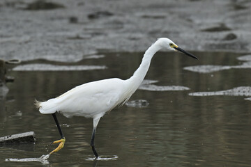 コサギ little egret 