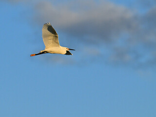 コサギ little egret 