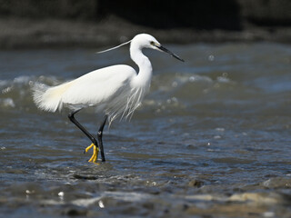 コサギ little egret 