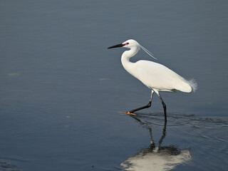 コサギ little egret 