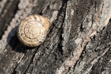 a snail on tree trunk