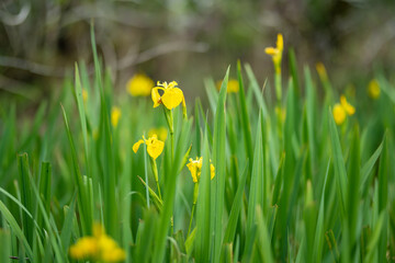 Wild yellow irises blossoming in Irish countryside.
