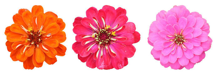 Common zinnia real photo isolated on white