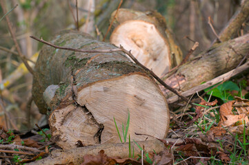 Arbre coupé aux abord d'un bois
