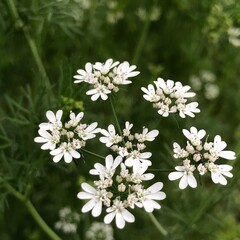 white flowers