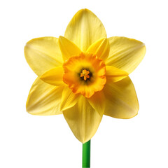 Obraz premium Daffodil flower isolated on transparent background