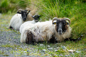 Obraz premium Sheep marked with dye grazing in green pastures. Adult sheep and baby lambs feeding in lush green meadows of Ireland.