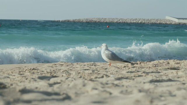 Seagull at sea shore