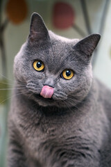 Playful Gray Cat with Tongue Sticking Out,British Shorthair Cat Blue Grey