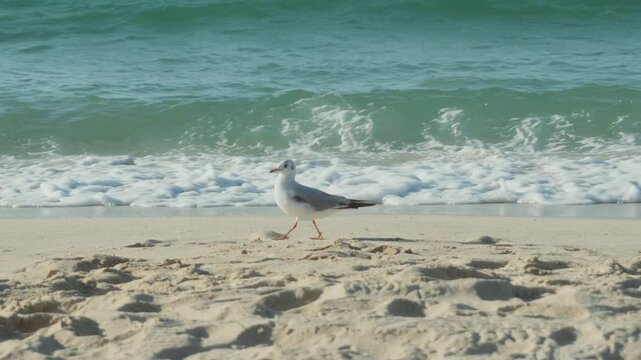 Seagulls at sea shore