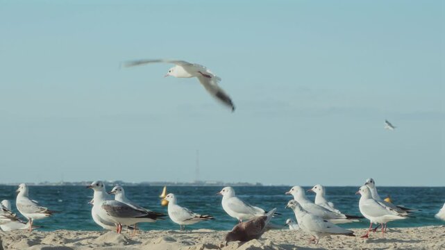 Seagull flying at the shore