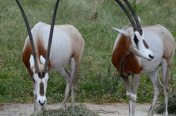 シロオリックス