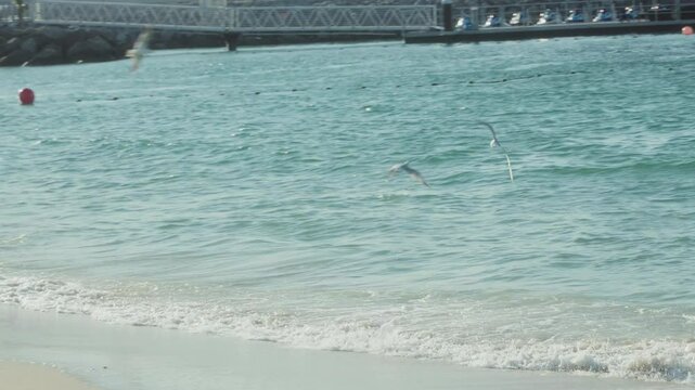 Seagull flying at the shore