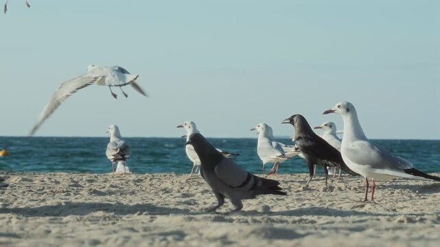 Seagull at the shore