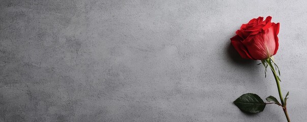 Rose in minimal Valentine's day background. Red rose on a gray background, symbolizing love and beauty.