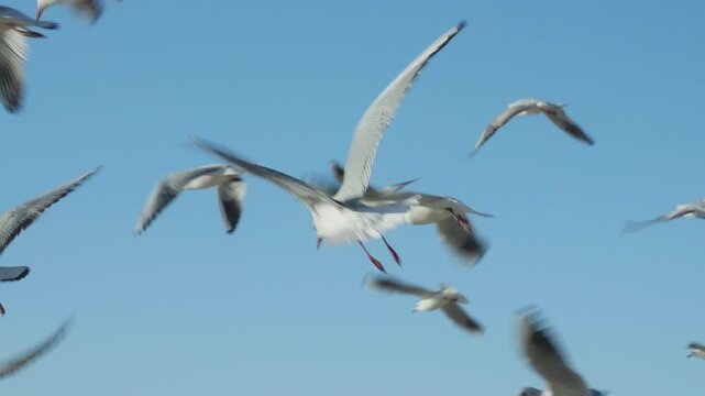 Seagull flying at the shore