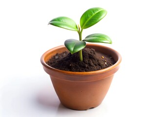 plant in a pot isolated on a white background