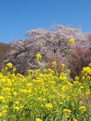 春爛漫！菜の花と花桃が彩る福島の絶景