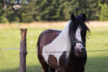 Koń w biało bązowe łaty stoi na letniej łące za ogrodzeniem z drutu © Joanna