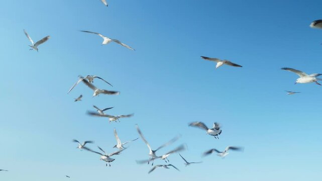 Seagull flying at the shore