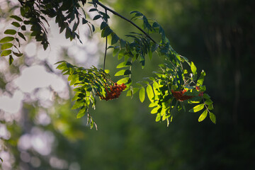 Owoce jarzębiny na gałęci drzewa, z liśćmi, podświetlone wieczornym światłem słonecznym