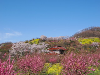 春爛漫！菜の花と花桃が彩る福島の絶景