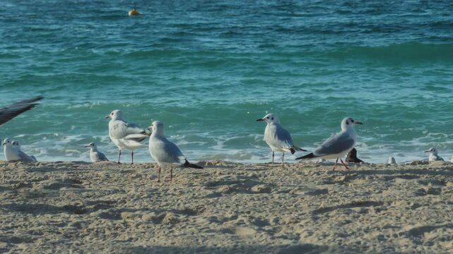 Seagull at the shore