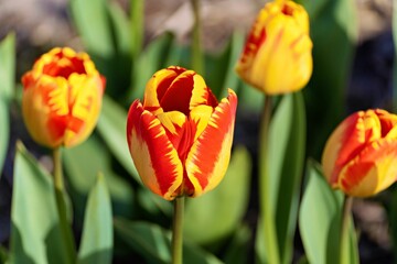 Naklejka premium Close-up of vibrant red and yellow tulips in full bloom with green leaves in the background