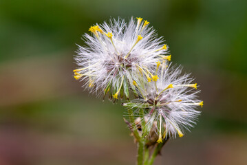 macro image of white and yellow wildflowers