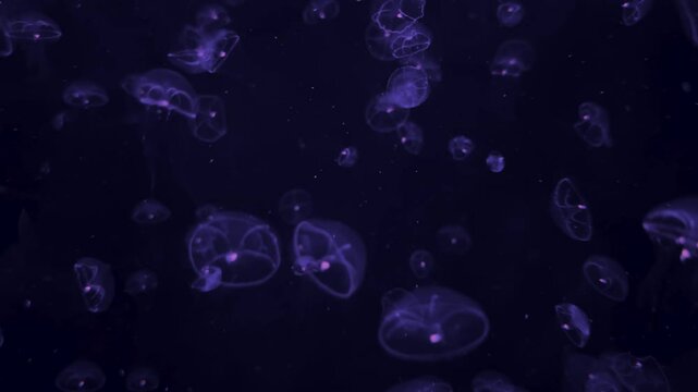 Torbellino de medusas 