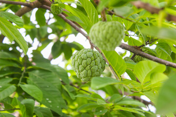 Fototapeta premium Exotic tropical fruit Custard apple or Sugar apples or sweetsops (Annona Squamosa), In Indonesia called Srikaya fruit.