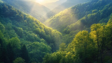 Fototapeta premium Sunlit mountain valley, lush green forest, misty sunrise, nature tranquility, scenic wallpaper