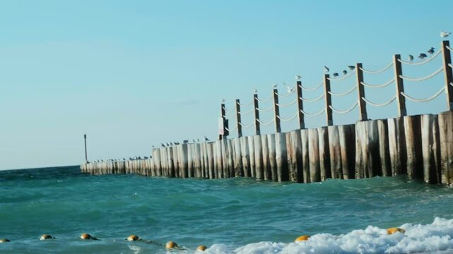 pack of seagulls